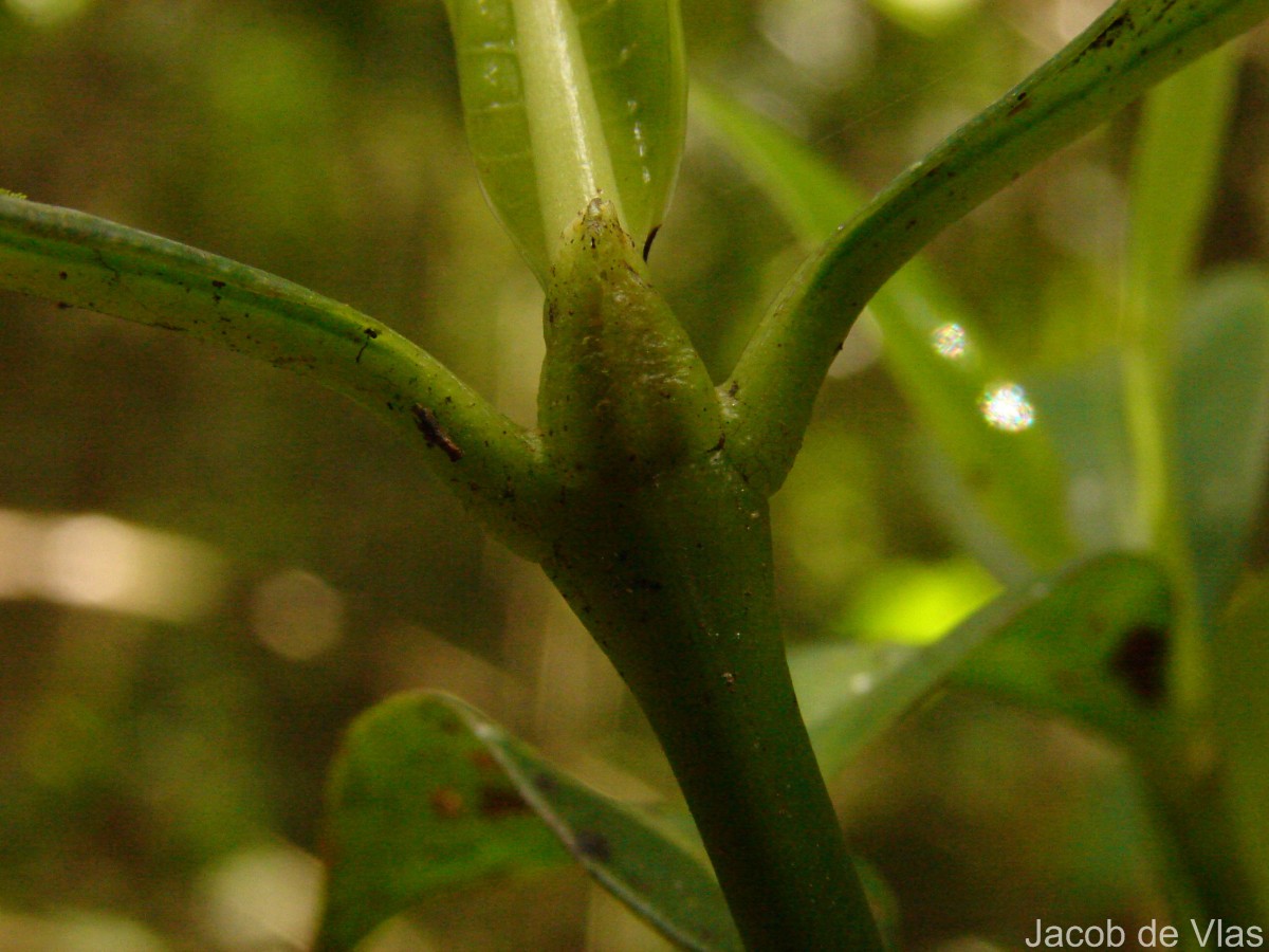 Psychotria nigra var. nigra